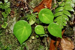 Begonia conchifolia (Begoniaceae) (50026513107).jpg