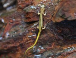 Blue Ridge Salamander.jpg