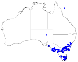 Boronia nana DistMap79.png