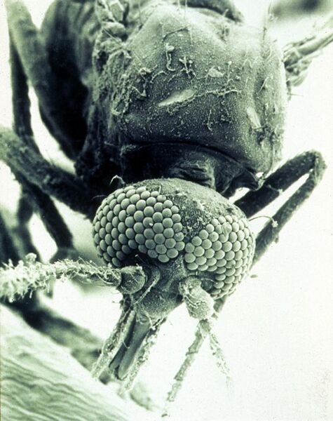 File:CSIRO ScienceImage 1791 SEM of a biting midge Culicoides brevitarsis.jpg