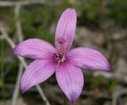 Caladenia emarginata.jpg