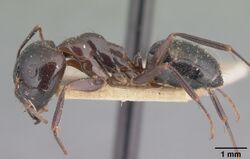 Camponotus gibber casent0101528 profile 1.jpg