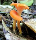 Cantharellus guyanensis 2 French Guiana cropped.jpg