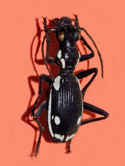 Carabidae - Anthia sexmaculata.jpg