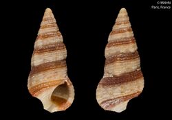 Cerithium zebrum (MNHN-IM-2000-27737) 001.jpeg