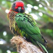 A green parrot with a red forehead, yellow streaks on the underside, and a brown underside