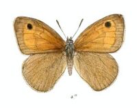 ChortobiusNeoza104 4a.jpg