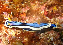 Chromodoris elisabethina.jpg