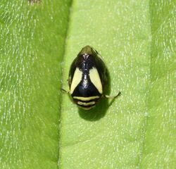 Clastoptera proteus (Dogwood Spittlebug).jpg