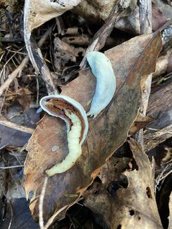 Clavogaster virescens, species of fungus