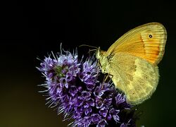 Coenonympha pamphilus (1).jpg