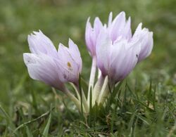 Colchicum szovitsii - Katırçiğdemi 07.jpg