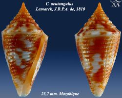 Conus acutangulus 2.jpg