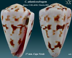 Conus atlanticoselvagem 2.jpg