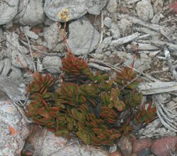 Crassula atropurpurea var atropurpurea - Albertinia 1.jpg