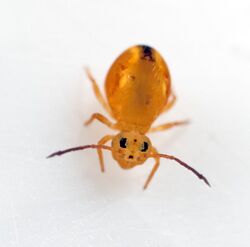 Dicyrtomina minuta 1.jpg