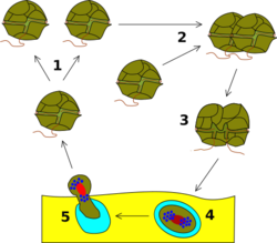 Dinoflagellata Life Cycle.svg