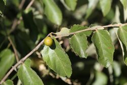 Diospyros chamaethamnus fruit MHNT.jpg