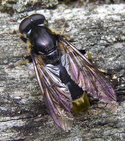 Diptera-Syrphidae-Xylota-sylvarum-201208160110.JPG
