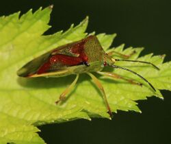 Elasmostethus intersinctus (Birch shieldbug) - Flickr - S. Rae.jpg
