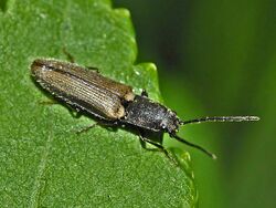 Elateridae - Athous bicolor.JPG