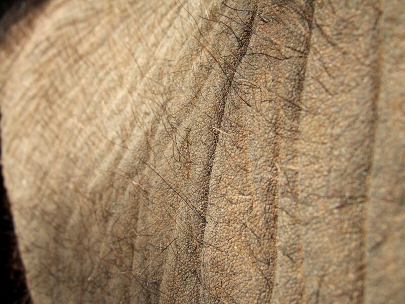File:Elephant Skin.jpg