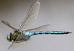 Emperor-Dragonfly-(8) (cropped).JPG