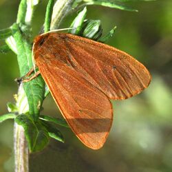 Erebidae - Phragmatobia fuliginosa-001.JPG