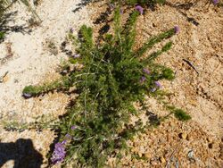 Eremaea violacea (habit).JPG