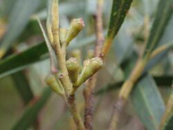 Eucalyptus approximans buds 2.jpg