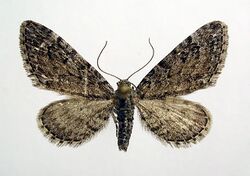 Eupithecia gelidata.jpg