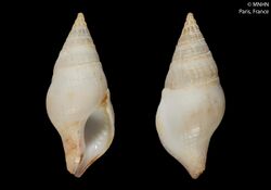 Euthria insulabris (MNHN-IM-2000-6839).jpeg