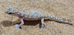 Eyre Basin Beaked Gecko (Rhynchoedura eyrensis) 11Mar2022, South Australia.png