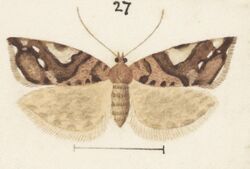 Fig 27 MA I437906 TePapa Plate-XLV-The-butterflies full (cropped).jpg