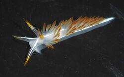 Flabellina trilineata from Monterey, California.jpg