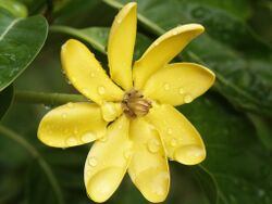 Gardenia tubifera.JPG