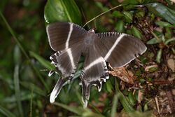 Giant uranid moth (Lyssa menoetius).jpg