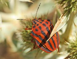 Graphosoma semipunctatum01.jpg