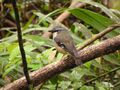 Grey Headed Robin Qld.jpg