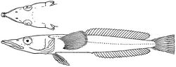 Gymnodraco acuticeps.jpg