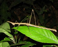 Horsehead Grasshopper (Pseudoproscopia scabra), Tambopata Lodge.jpg