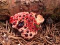 Hydnellum peckii2.jpg