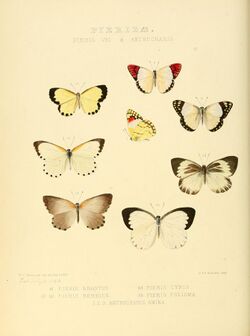 Illustrations of new species of exotic butterflies Pieris VIII & Anthocharis.jpg