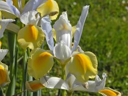 Iridaceae - Iris x hollandica.jpg