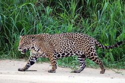 Jaguar (Panthera onca palustris) male Three Brothers River.JPG