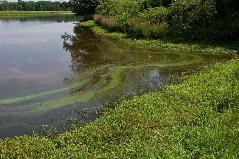 File:July 12, 2013 - Sassafras River, VA Algal Bloom (9321804011).jpg