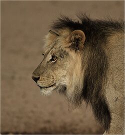 Kalahari male lion.jpg