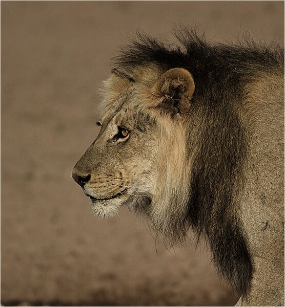 File:Kalahari male lion.jpg