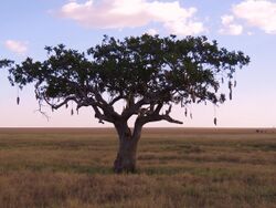 Kigelia africana - sausage tree.JPG