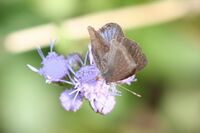 Lantana Scrub-Hairstreak (Strymon bazochii).jpg